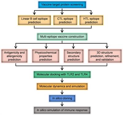 Design of a Helicobacter pylori multi-epitope vaccine based on immunoinformatics